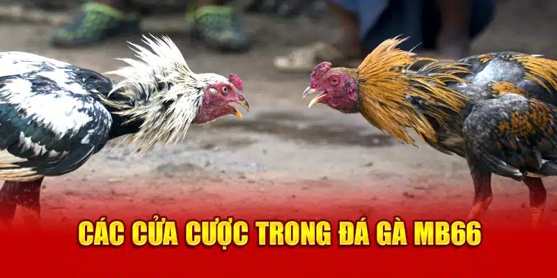 Các cửa sổ trong đá gà MB66