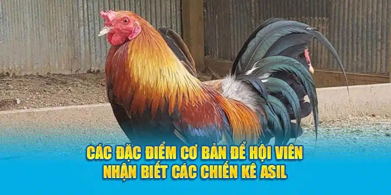 Các đặc điểm cơ bản để hội viên nhận biết các chiến kê Asil