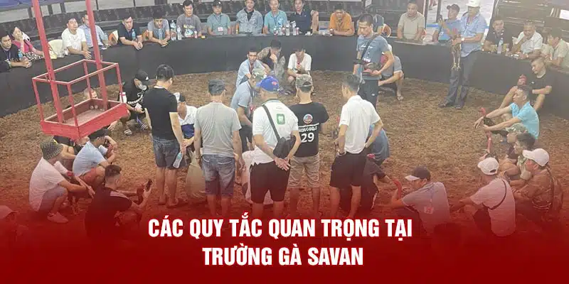 Các quy tắc quan trọng tại trường gà Savan