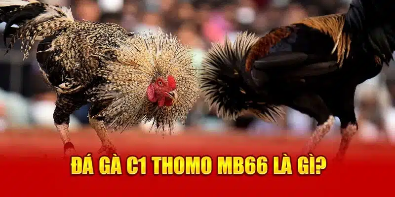 Đá gà C1 Thomo Mb66 là gì?