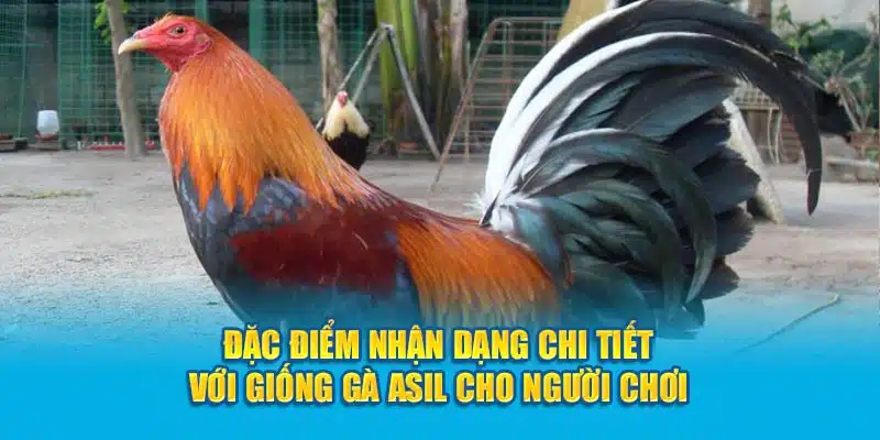 Đặc điểm nhận dạng chi tiết cho người chơi