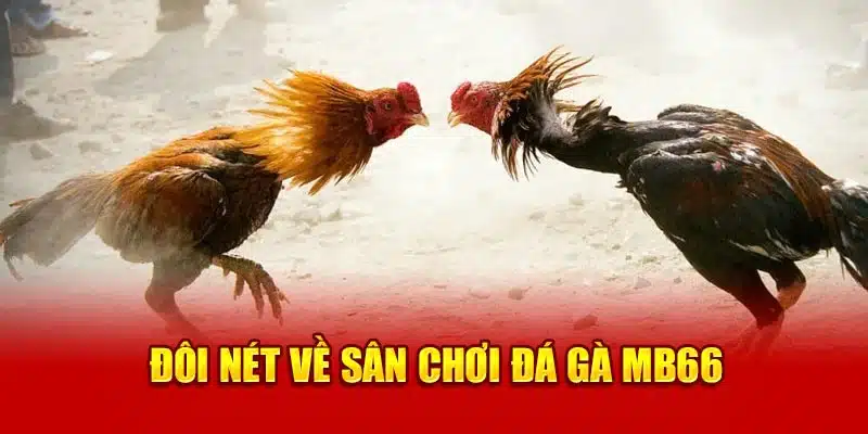 Đôi nét về sân chơi nhà cái đá gà uy tín MB66