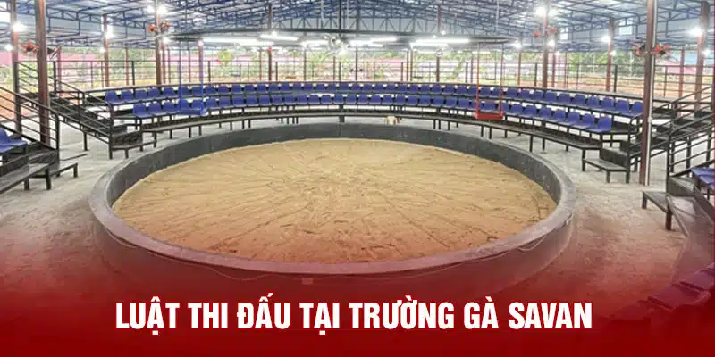 Luật đấu trường gà Savan