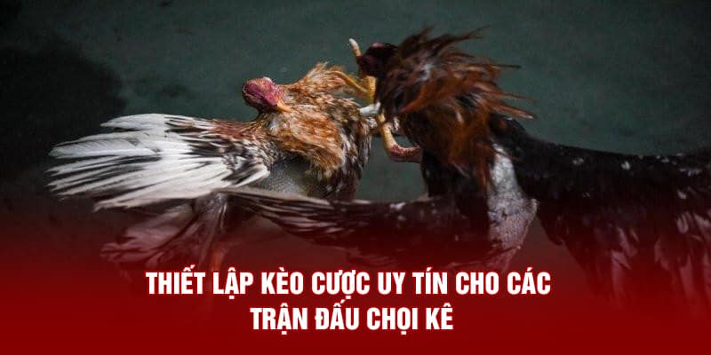 Thiết lập  kèo cược uy tín cho các trận đấu chọi kê