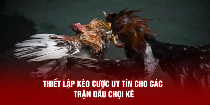 Thiết lập  kèo cược uy tín cho các trận đấu chọi kê