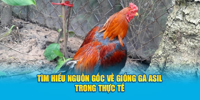 Tìm hiểu nguồn gốc về giống gà trong thực tế