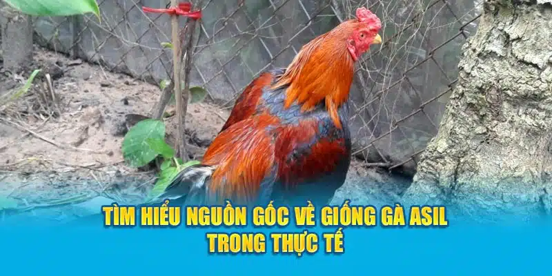 Tìm hiểu nguồn gốc về giống gà trong thực tế