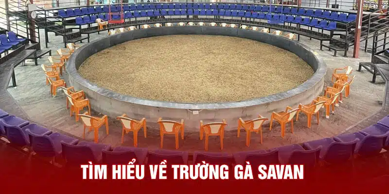 Tìm hiểu về trường gà Savan