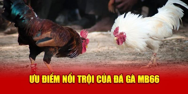 Ưu điểm của sảnh đá gà MB66