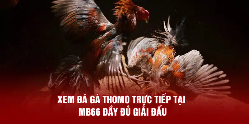 đá gà Thomo trực tiếp