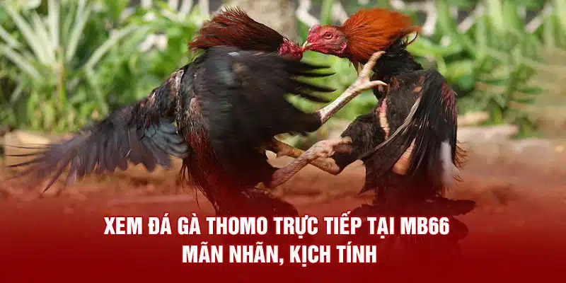 Xem đá gà Thomo trực tiếp tại MB66 đầy đủ giải đấu